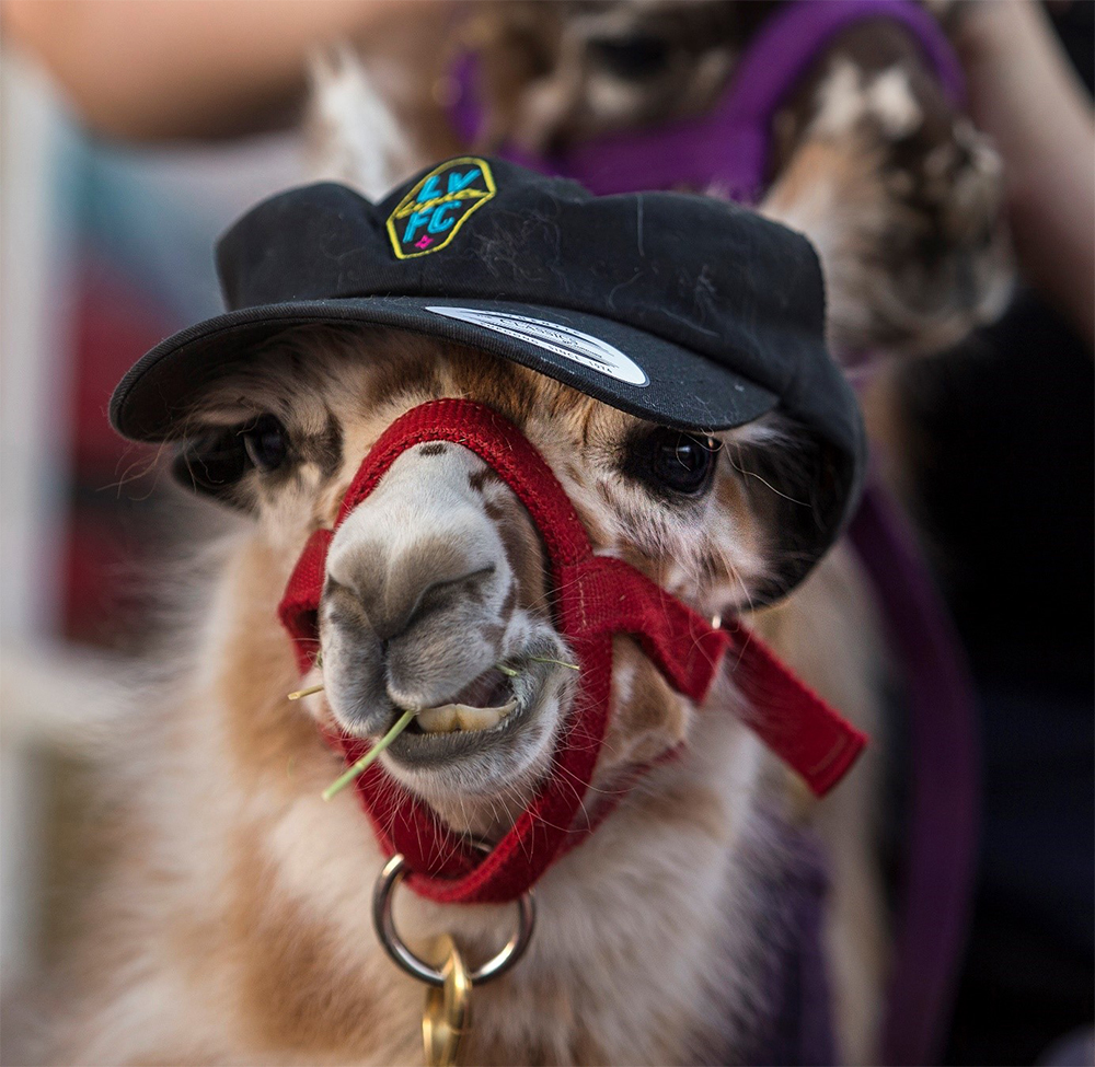 lama